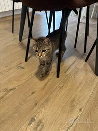Cucciolo di gattina