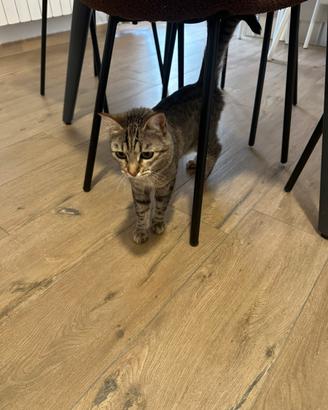 Cucciolo di gattina