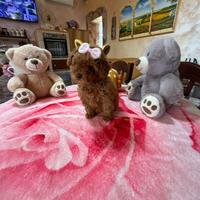 Barboncino (barbone) mini Toy fulvo