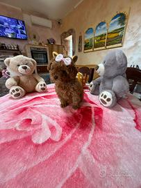 Barboncino (barbone) mini Toy fulvo