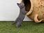 Immagine 6