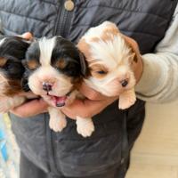 Cavalier King