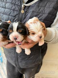 Cavalier King