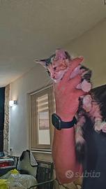 Gattina cucciola