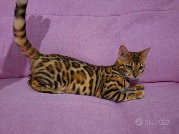 gattini bengala