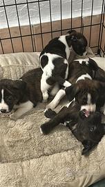 Cuccioli amstaff/pitbull