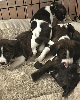 Cuccioli amstaff/pitbull