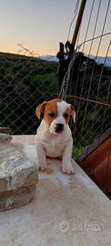 Cane jack Russell