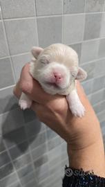 Chihuahua femmina pedigree