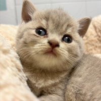 British shorthair