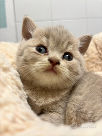 British shorthair