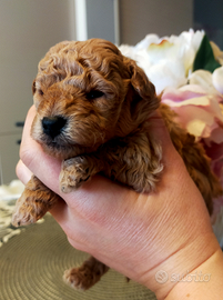 Ultimo maschietto di barboncino