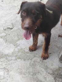 Jagd terrier