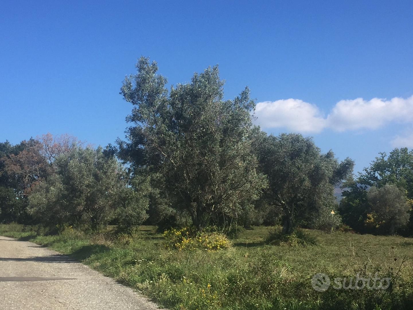 Terreno Agricolo di 10 Ettari Uliveto Sem.e Bosco - Vista 2