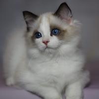 Gattini ragdoll