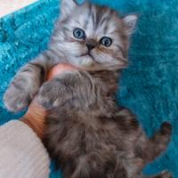Gattina persiana tigrata grigio nero