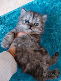 Gattina persiana tigrata grigio nero