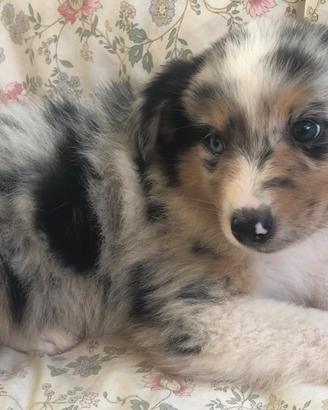 Cucciolo Australian Shepherd