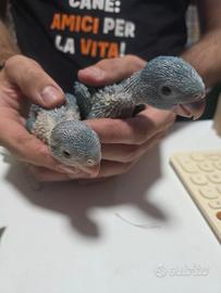 Parrocchetti dal collare (blu) - da imbecco