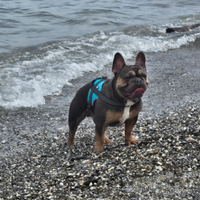 Bulldog francese monta