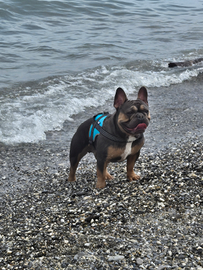 Bulldog francese monta