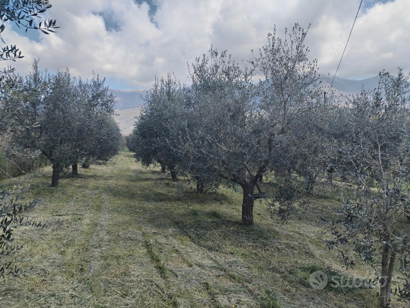 Terreno con piante d'olivo, prezzo trattabile - View 2