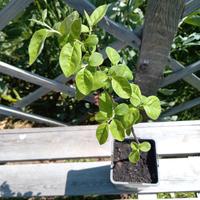 Pianta di Melocotogna Albero da Frutto