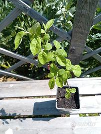 Pianta di Melocotogna Albero da Frutto