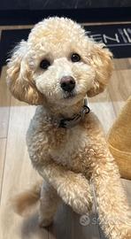 Cuccioli di Barboncino x Maltipoo