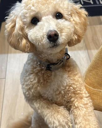 Cuccioli di Barboncino x Maltipoo