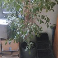ficus benjamin h 2 MT circa 