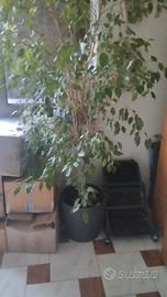 ficus benjamin h 2 MT circa 