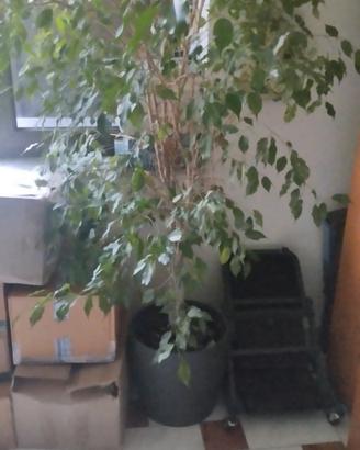 ficus benjamin h 2 MT circa 