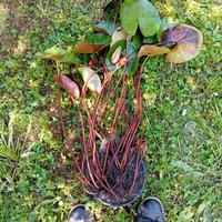Piante di ninfee
