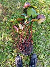 Piante di ninfee