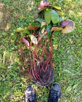 Piante di ninfee