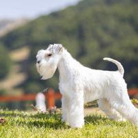 Schnauzer nano