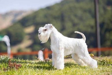 Schnauzer nano