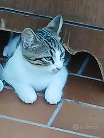 Gattini europei