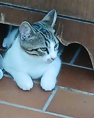 Gattini europei