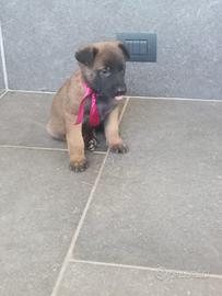 Cuccioli di pastore belga melinois
