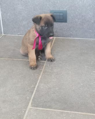 Cuccioli di pastore belga melinois