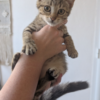 Gatto femmina di 3 mesi, gattina tigrata