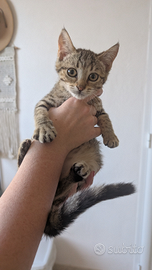 Gatto femmina di 3 mesi, gattina tigrata