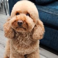 Barboncino disponibile per accoppiamento