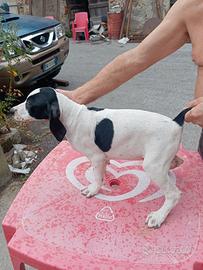 bracco Pointer da tartufi 