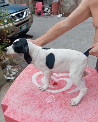 bracco Pointer da tartufi 