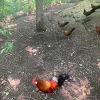 Galline Phoenix Onagadori