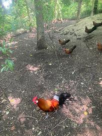 Galline Phoenix Onagadori