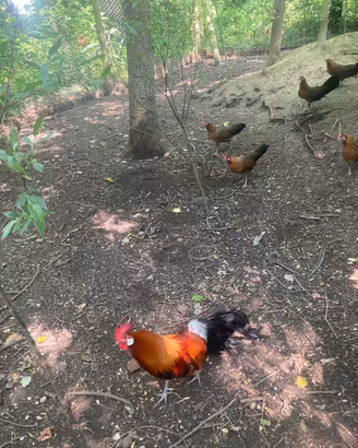 Galline Phoenix Onagadori